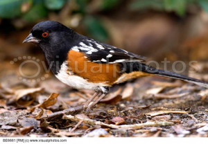 Spotted Towhee (Pipilo maculatus)