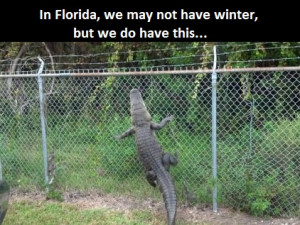 funny-pictufe-florida-winnter-crocodile