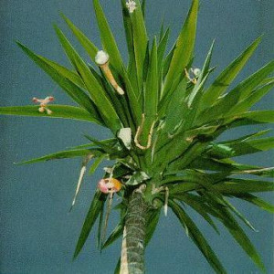 Grendel's Mother the Mountain Goats Zopilote Machine