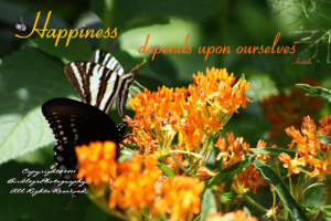 Butterfly-Spicebush and Zebra Swallowtail with Inspirational Quote