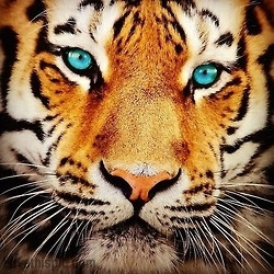Blue eyed tiger