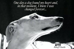 greyhound captured my heart
