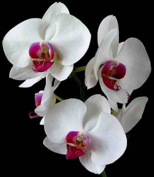 Orquídeas como cuidar bem da planta