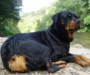 Rottweiler Dogs Animal