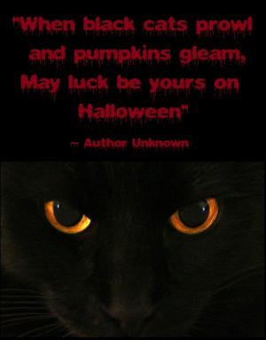 Black Cat Funny Quotes