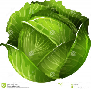 Cabbage Royalty Free Stock Photo - Image: 21894205