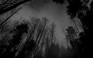 Photography Black And White Dark Forest Tumblr Wallpapers HD