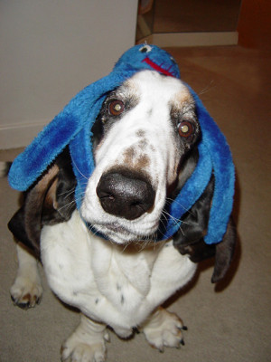 ... basset hound cardigan welsh corgi mix dog for adoption in racine