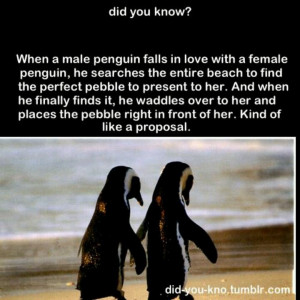 Im so lucky I found my penguin!