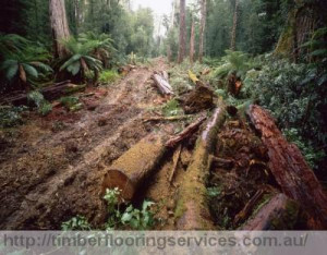 The Economic Significance Of A Sustainable Old Growth Forest