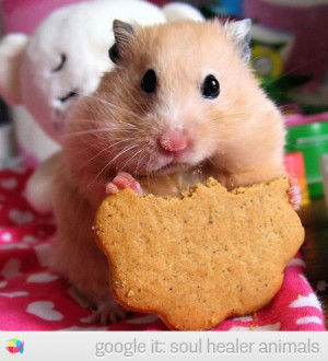 hamster eating biscuit cute image