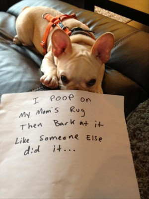 funny dog shaming