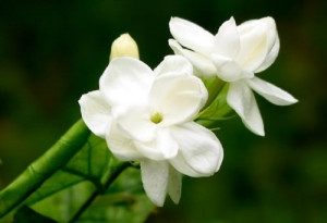 jasmine flower Image