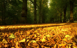 autumn_leaves_carpet_wallpaper_autumn_nature_wallpaper_1920_1200 ...