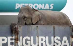 SPECIAL REPORT-Petronas chafes at its role as Malaysia's piggy bank