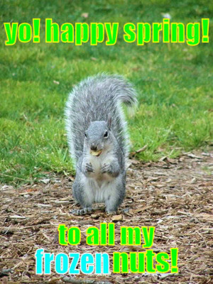 Spring Squirrel