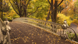 Central Park Fall