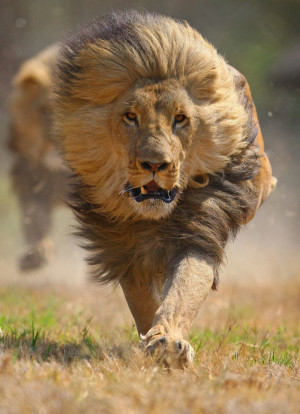 20 Absolutely Majestic Pictures of Lion – The King of the Jungle
