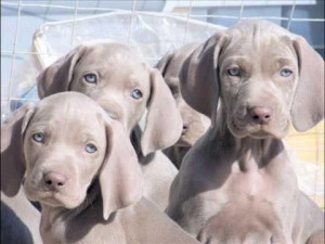 weimaraner puppies for sale two beautiful weimaraner puppies for sale ...