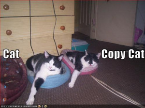 funny pictures congress monkeys funny pictures corporate cat album ...