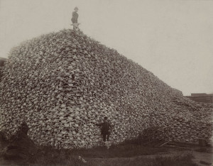 big ol' pile of bison skulls in the 1870s. The skulls were ground ...