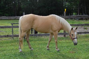 Sandstorm after a good ride and a bath.