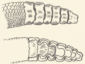 The rattles of the rattlesnake