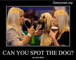 funny-dog-pictures-spot-dog.jpg
