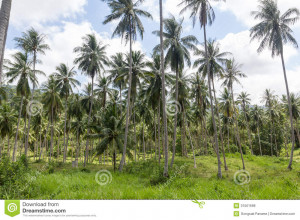 Oil Palm Plantation Royalty