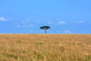 African Grasslands Photograph