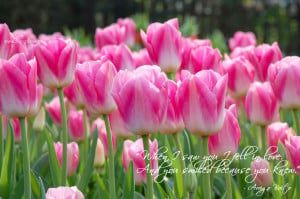 Pink Tulips To Fill In The Gap