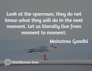 Look at the sparrows; they do not know what they will do in the next ...