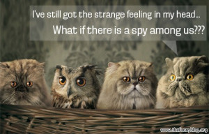 owl between cats i think there is a spy among us funny pics