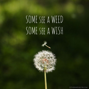 ... wish quote | Dandelion images | Pictures of spring season | Why I Love
