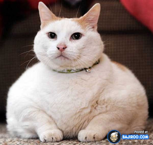 funny fat cats