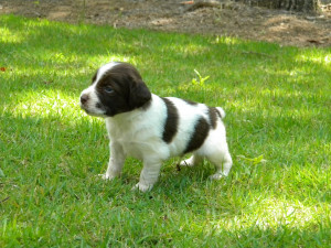 Displaying 19> Images For - Brittany Spaniel Liver Puppies...