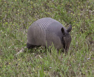 Funny Armored Armadillo