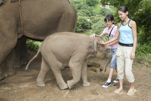 baby elephant feeding