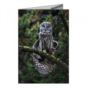 ... Gray Owl, quote by Edward Hersey Richards, and perforated bookmark