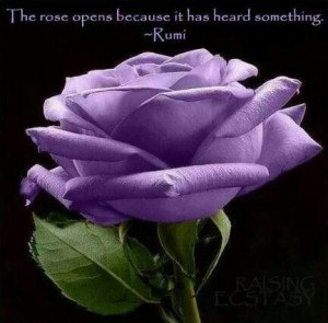 Purple rose n quote