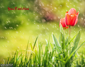 Quote Design Maker - Spring Tulips and Rain Quotes