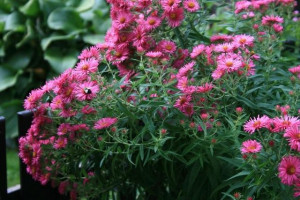 Beautiful Mums: Photo by John Heydon