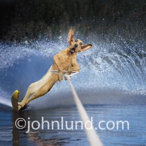 funny dog picture a waterskiing bloodhound a waterskiing bloodhound ...