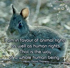 ... Rights. That Is The Way Of A Whole Human Being. - Henry David Thoreau