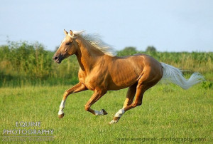 Palomino horse runningGolden Hors, Dreams Horses, Beautiful Horses ღ ...