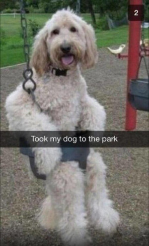 funny-dog-park-swing-happy