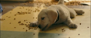 GALLERY] Marley and Me, a film by David Frankel.