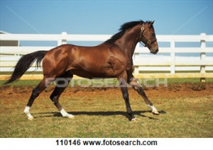 horse-thoroughbred-horse_~110146.jpg