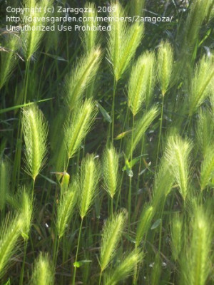 Barley, Barley Grass, Wall Barley, Foxtail Barley ( Hordeum murinum