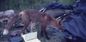 Red Fox inspecting an archaeological excavation at Kukak Bay, Alaska ...